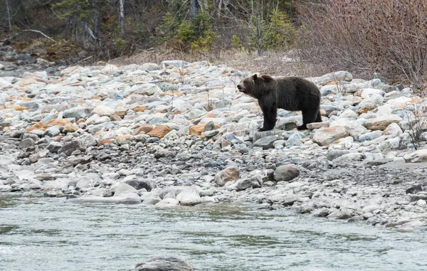 Divoký Medvěd Grizzly Zvíře Příroda Fauna — Stock fotografie