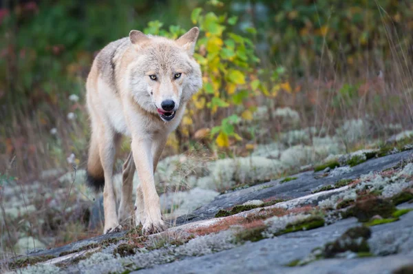 Lobo Oriental Estado Salvaje Animal Naturaleza Fauna —  Fotos de Stock