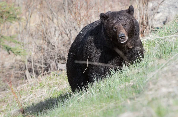 Orso Grizzly Selvatico Animale Natura Fauna — Foto Stock