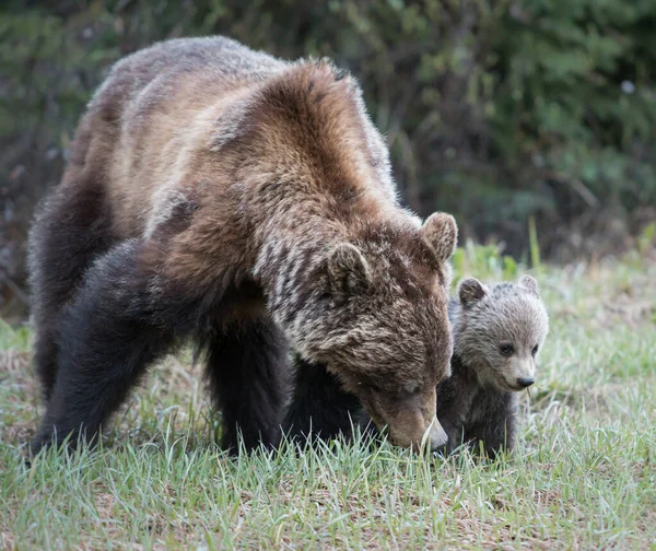 Grizzly Beren Het Wild Dieren Natuur Fauna — Stockfoto