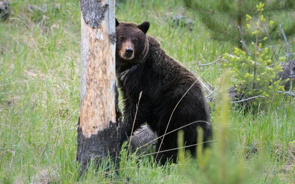 Grizzly Bear Wild Animal Nature Fauna — 스톡 사진