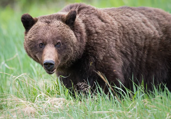 Vahşi Boz Ayı Hayvan Doğa Fauna — Stok fotoğraf