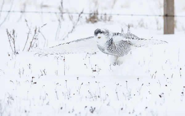 Uggla Vilt Tillstånd Djur Natur Fauna — Stockfoto