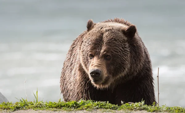 Urso Pardo Selvagem Animal Natureza Fauna — Fotografia de Stock