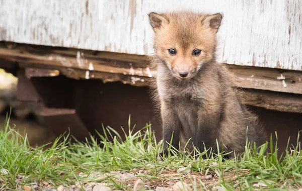 Red Fox Wild Animal Nature Fauna — Stockfoto