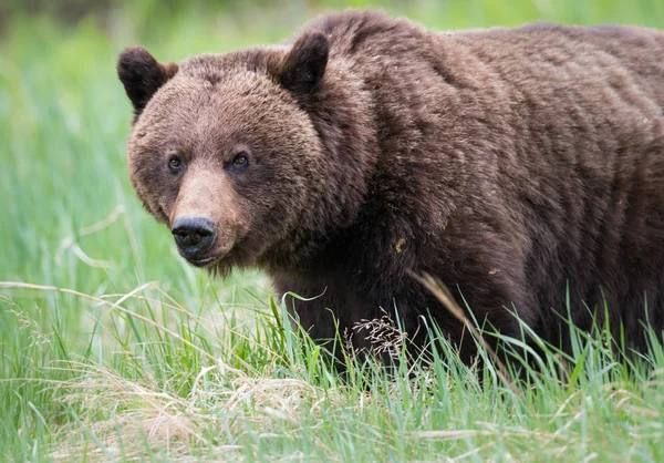 Urso Pardo Selvagem Animal Natureza Fauna — Fotografia de Stock