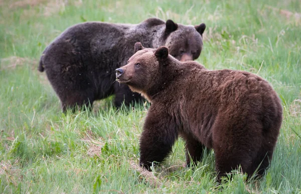 Grizzly Medvék Vadonban Állatok Természet Állatvilág — Stock Fotó