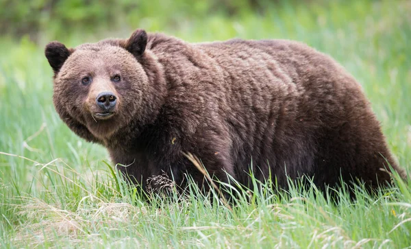 Urso Pardo Selvagem Animal Natureza Fauna — Fotografia de Stock