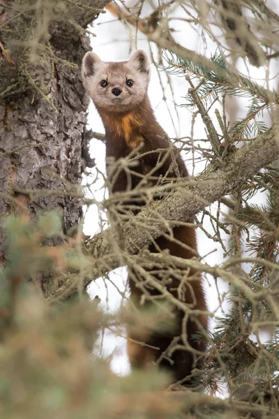 Kiefernmarder Freier Wildbahn Natur Fauna — Stockfoto