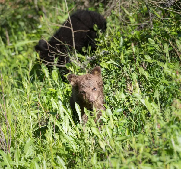 Czarny Niedźwiedź Dziczy Zwierzę Natura Fauna — Zdjęcie stockowe
