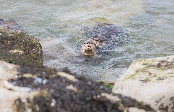 Ποταμός Otters Άγρια Ζώα Φύση Πανίδα — Φωτογραφία Αρχείου