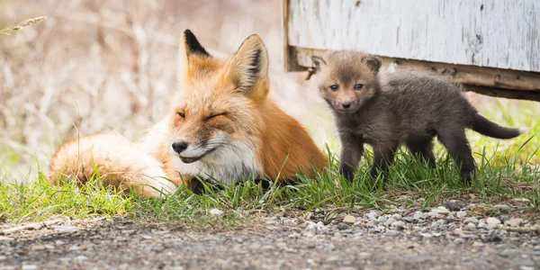 Κόκκινες Αλεπούδες Ζώα Φύση Πανίδα Μητέρα Και Ένα Κιτ — Φωτογραφία Αρχείου