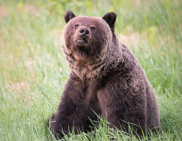 Divoký Medvěd Grizzly Zvíře Příroda Fauna — Stock fotografie