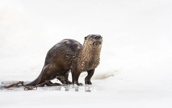 Wild River Otter Animal Nature Fauna — Stock Photo, Image