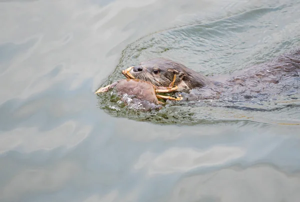 Flussotter Freier Wildbahn Tier Natur Fauna — Stockfoto