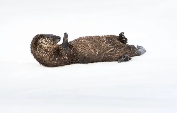 Wild River Otter Animal Naturaleza Fauna — Foto de Stock