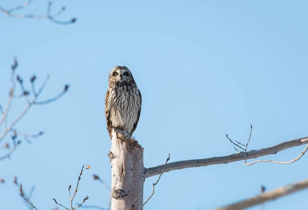 Eule Freier Wildbahn Vogel Natur Fauna — Stockfoto