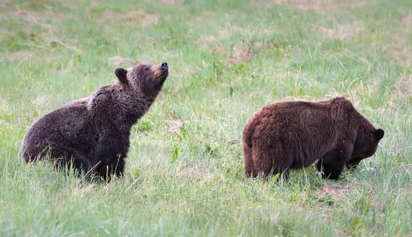 Медведи Гризли Диких Животных Природа Фауна — стоковое фото