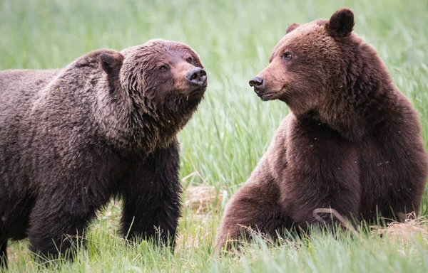 Osos Pardos Salvajes Animales Naturaleza Fauna — Foto de Stock