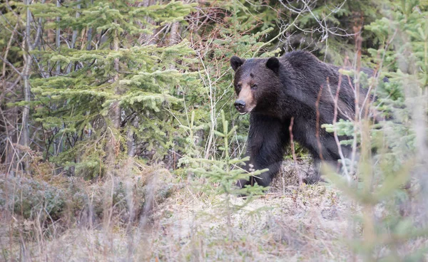 Dziki Niedźwiedź Grizzly Zwierzę Natura Fauna — Zdjęcie stockowe