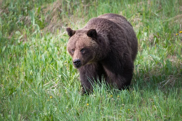 Дикий Медведь Гризли Животное Природа Фауна — стоковое фото