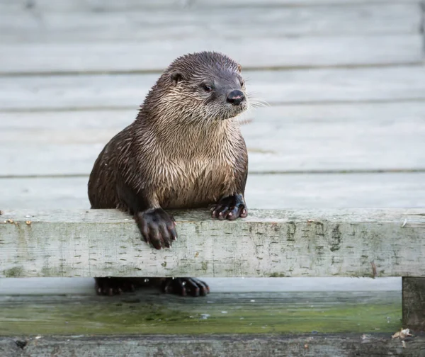 River Otter Wild Animal Nature Fauna — Stock Photo, Image