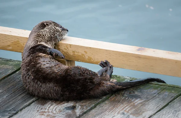 Rivier Otter Het Wild Dier Natuur Fauna — Stockfoto