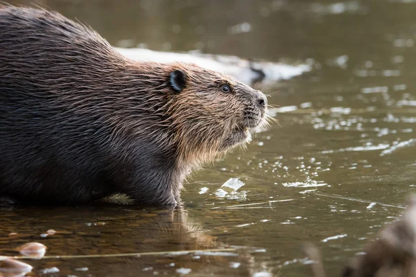 Wilde Bever Dier Natuur Fauna — Stockfoto