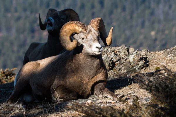 Wild Bighorn Sheep Natureza Fauna — Fotografia de Stock