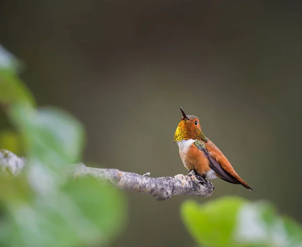 Kolibřík Divočině Ptáku Příroda Fauna — Stock fotografie