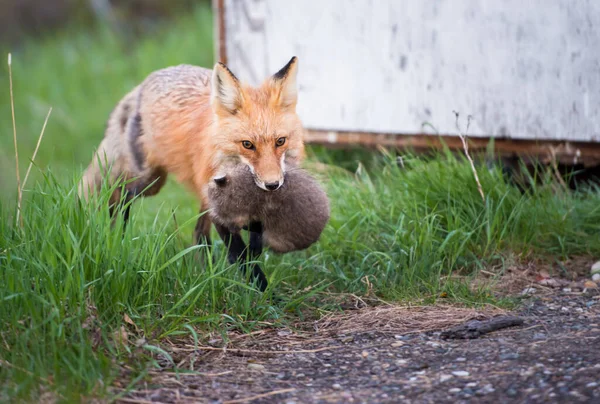 Κόκκινες Αλεπούδες Ζώα Φύση Πανίδα Μητέρα Και Ένα Κιτ — Φωτογραφία Αρχείου