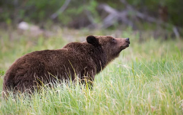 Medvěd Grizzly Divočině Zvíře Příroda Fauna — Stock fotografie