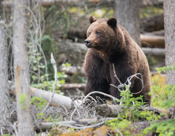 Orso Grizzly Natura Animale Natura Fauna — Foto Stock