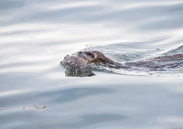 Vydra Divočině Zvíře Příroda Fauna — Stock fotografie