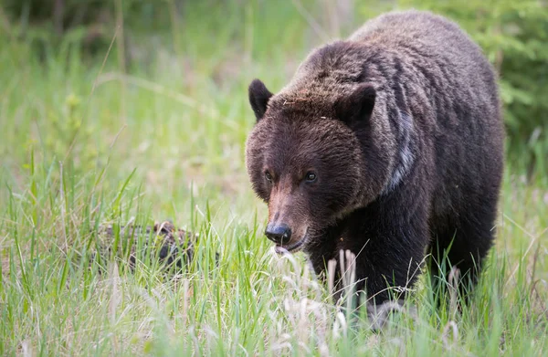 Medvěd Grizzly Divočině Zvíře Příroda Fauna — Stock fotografie