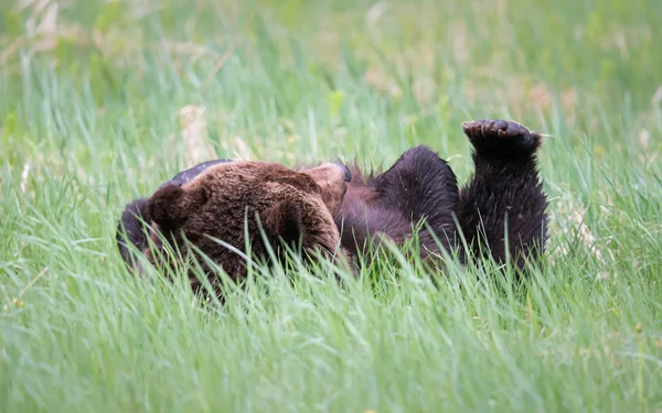 Grizzly Medve Vadonban Állat Természet Állatvilág — Stock Fotó