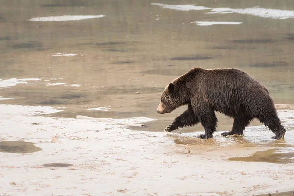 Divoký Medvěd Grizzly Zvíře Příroda Fauna — Stock fotografie