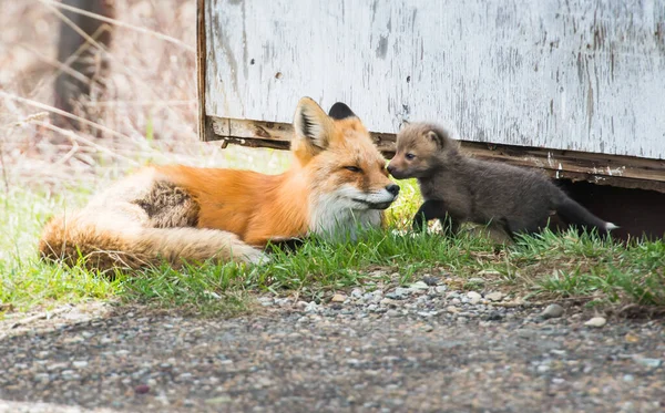 Červené Lišky Zvířata Příroda Fauna Matka Souprava — Stock fotografie