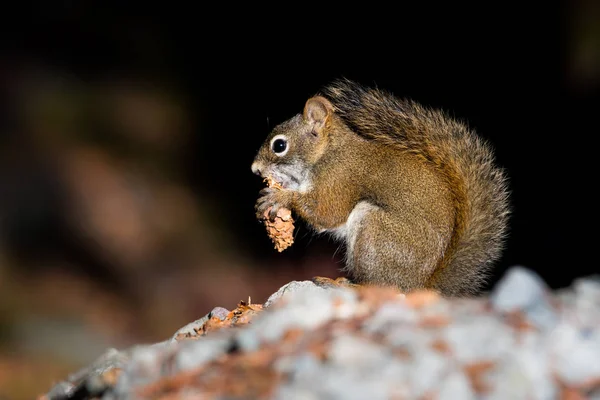 Rotes Eichhörnchen Winter — Stockfoto