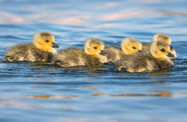 Canada Geese Wild Birds Nature Fauna — Stock Photo, Image