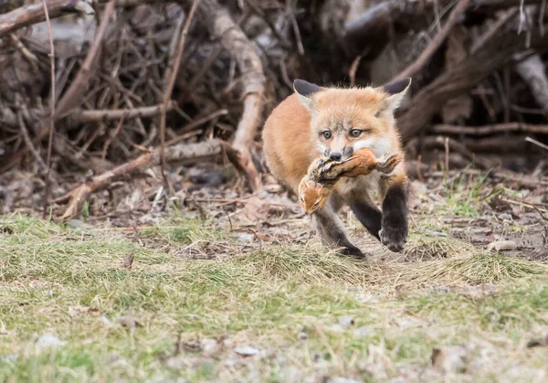 Raposa Vermelha Estado Selvagem Animal Natureza Fauna — Fotografia de Stock