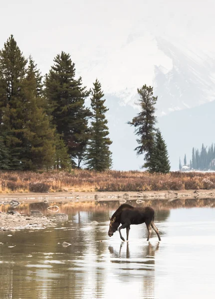 Alce Selvatico Animale Natura Fauna — Foto Stock