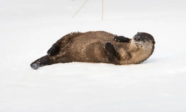 Rzeka Wydra Dziczy Zwierzę Natura Fauna — Zdjęcie stockowe