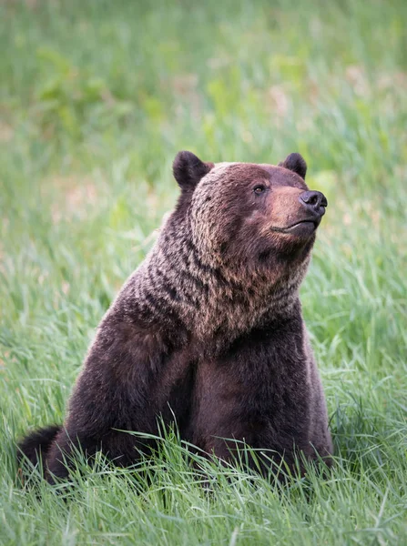 野生のグリズリークマ動物 — ストック写真