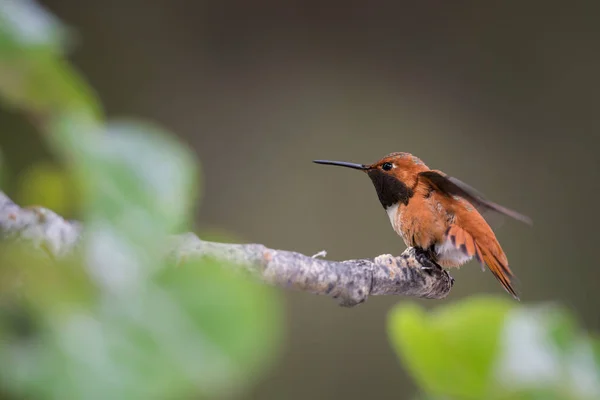 Kolibri Vilt Tillstånd Fågel Natur Fauna — Stockfoto