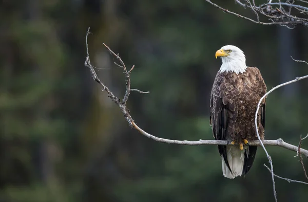 Águia Estado Selvagem Pássaro Natureza Fauna — Fotografia de Stock