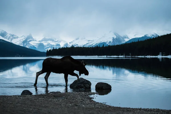 Alce Selvatico Animale Natura Fauna — Foto Stock