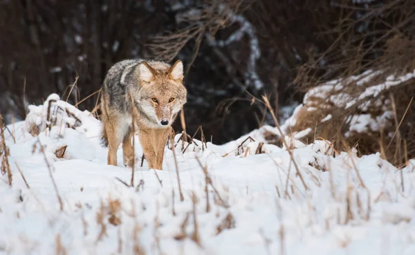 Coyote Sauvage Animal Nature Faune — Photo