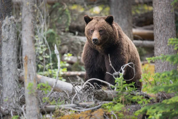 Urso Pardo Selvagem Animal Natureza Fauna — Fotografia de Stock