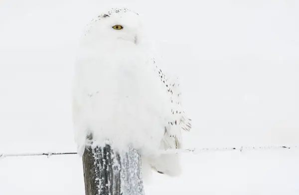 Chouette Sauvage Oiseau Nature Faune — Photo